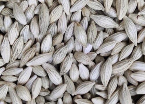 桂花种子怎么种植方法