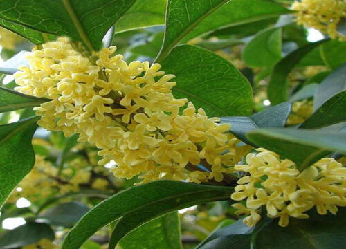 桂花种子怎么种植方法