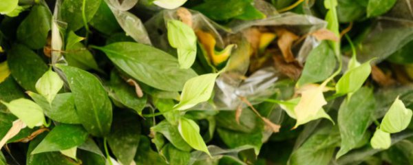 一帆风顺摆在哪里招财