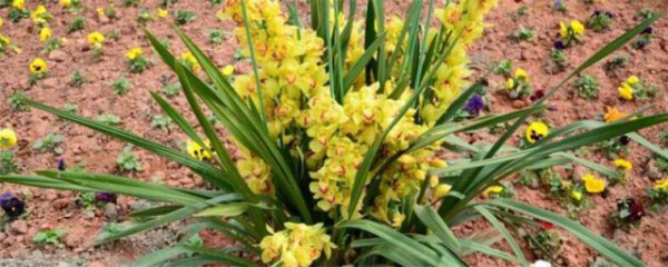 蕙兰开花方法和注意事项