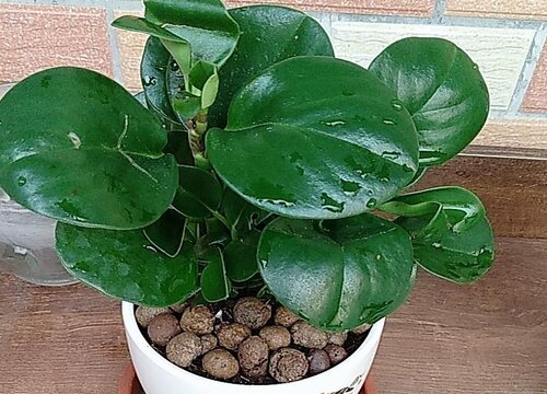 豆瓣绿怎么过冬天