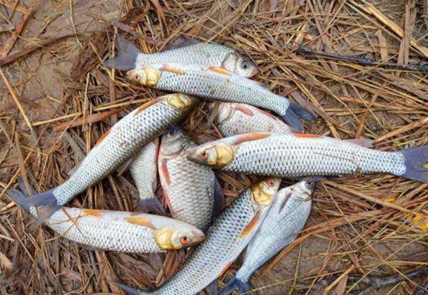 玉米粒可以钓什么鱼