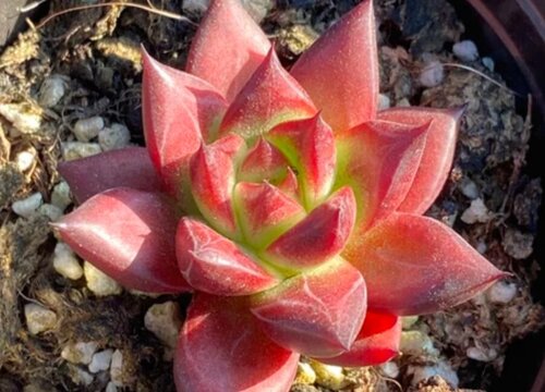 浸盆法一次浸多久拿出