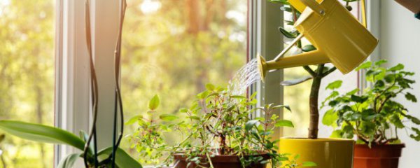 春羽叶子尖干枯怎么办