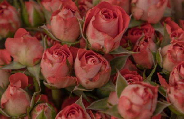 金牛座的爱情观是什么