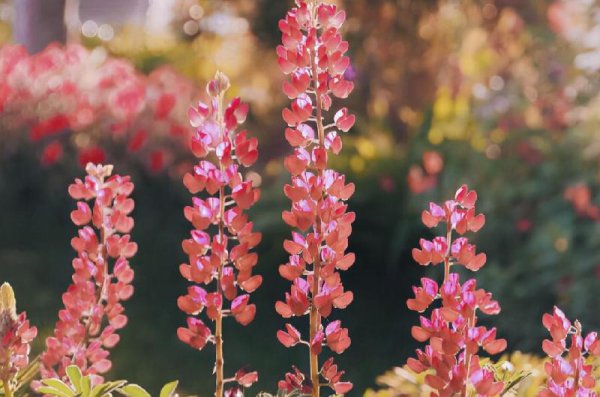 金牛座的爱情观是什么