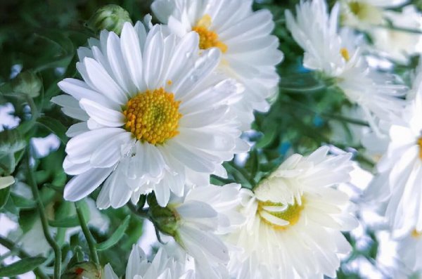 金牛座的爱情观是什么