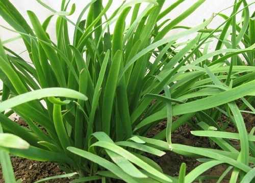 四季种植的蔬菜有哪些