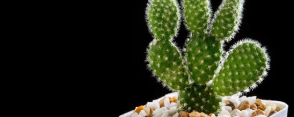 屋里的床头放什么植物