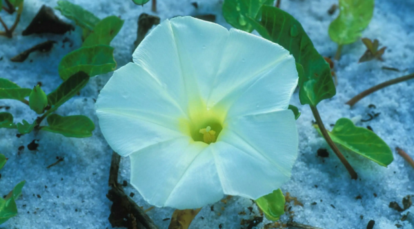 摩羯男被哪种女生吃定