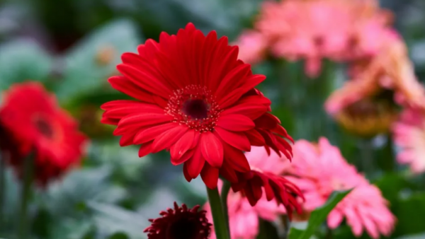 摩羯男被哪种女生吃定