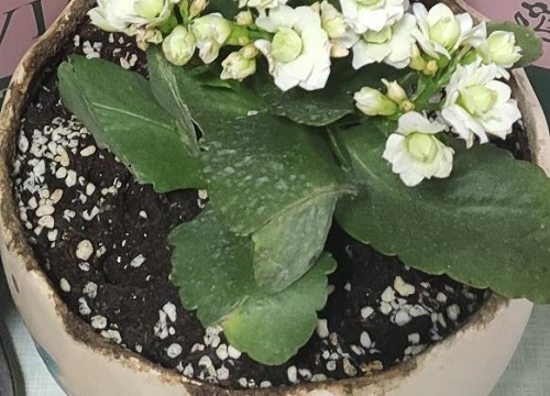 长寿花开花期间能施肥吗