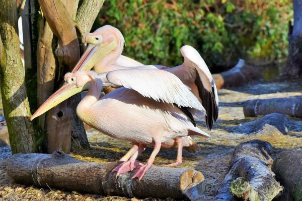 人有四端是哪四端是什么意思
