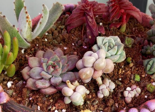 掌握这几个方法养好多肉很简单