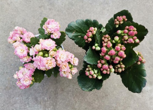 入秋后养长寿花需要掌握好哪些养护要点