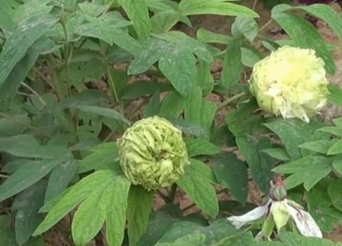 绿牡丹不开花什么原因