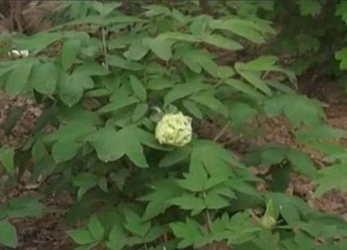 绿牡丹不开花什么原因