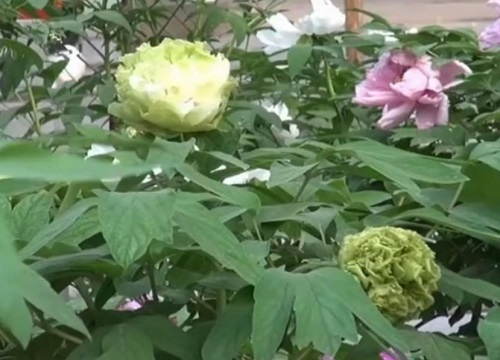 绿牡丹不开花什么原因