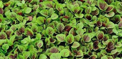 苋菜怎么种植容易发芽