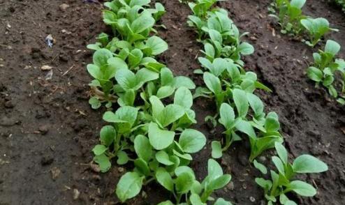 苋菜怎么种植容易发芽