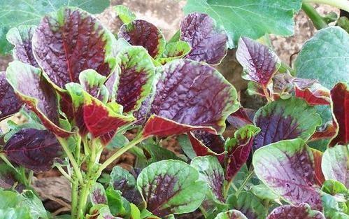 苋菜怎么种植容易发芽