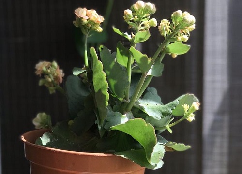 长寿花怎么越夏