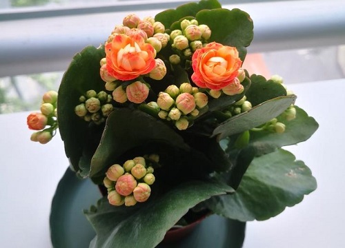 长寿花怎么越夏