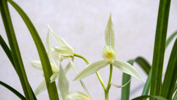 兰花什么时间开始喷磷酸二氢钾