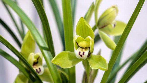 兰花什么时间开始喷磷酸二氢钾