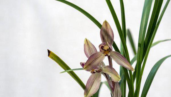 兰花什么时间开始喷磷酸二氢钾