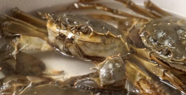 螃蟹放冰箱冷藏会死吗