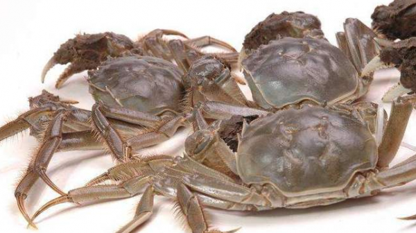 螃蟹放冰箱冷藏会死吗