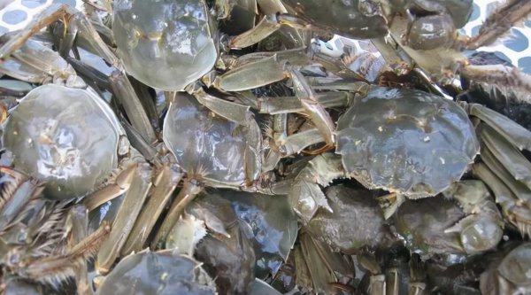 螃蟹放冰箱冷藏会死吗