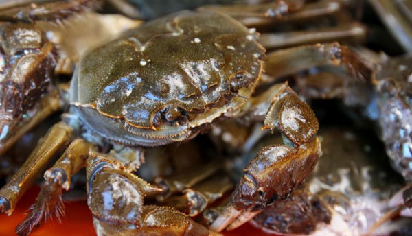 螃蟹放冰箱冷藏会死吗