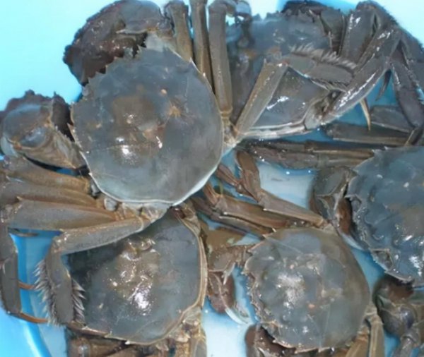 螃蟹放冰箱冷藏会死吗