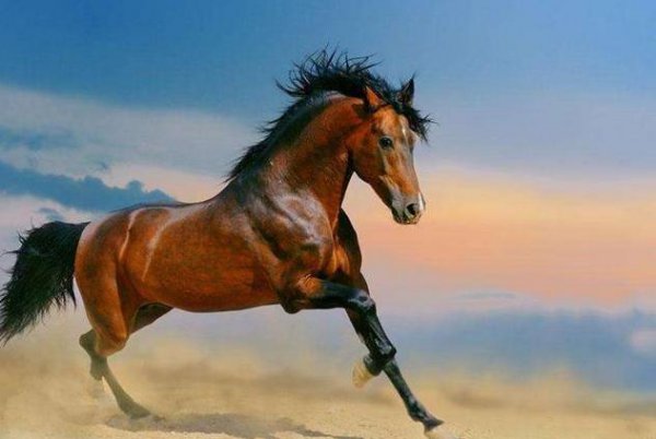 实力是什么意思