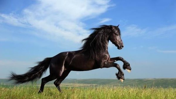 实力是什么意思