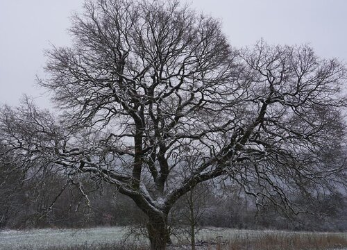 橡树代表什么象征意义