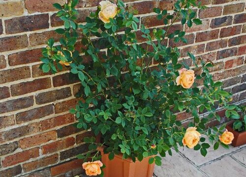 夏洛特绣球一年开几次花