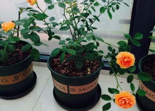 夏洛特绣球一年开几次花