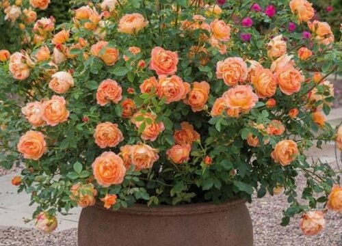 夏洛特绣球一年开几次花