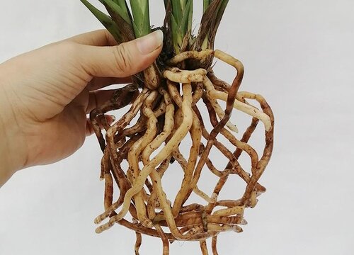 建兰换盆时间和方法