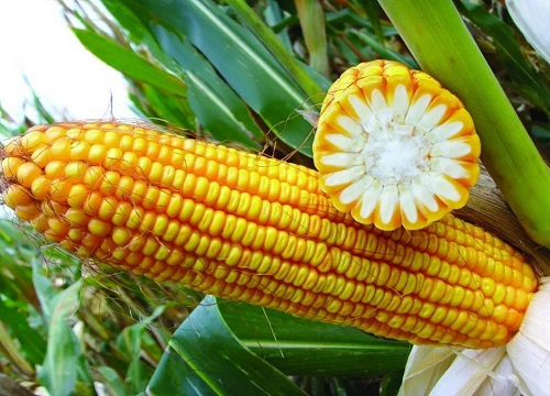 伟科702玉米种子简介