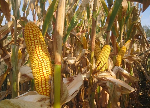 伟科702玉米种子简介