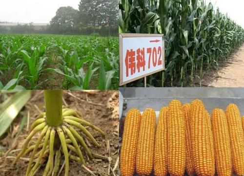 伟科702玉米种子简介