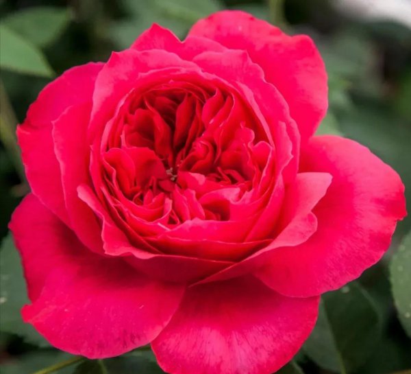 最值得种的红月季品种