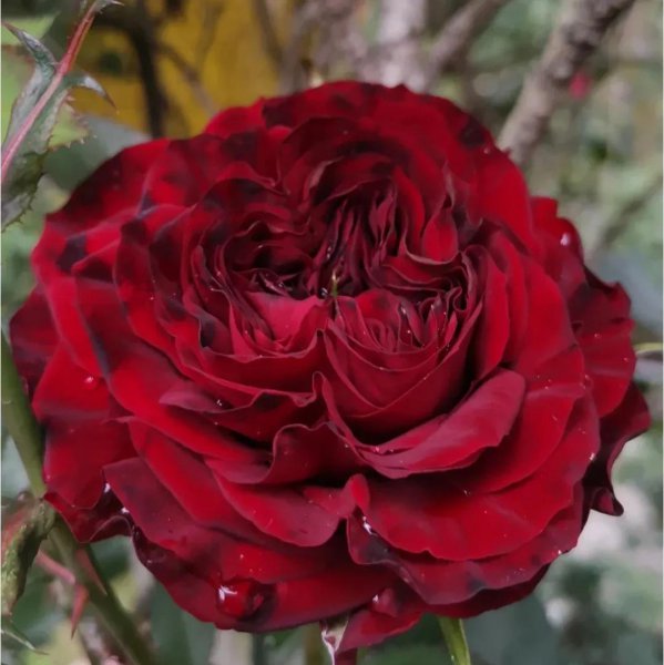 最值得种的红月季品种