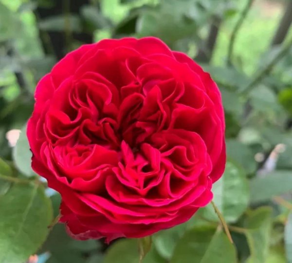 最值得种的红月季品种