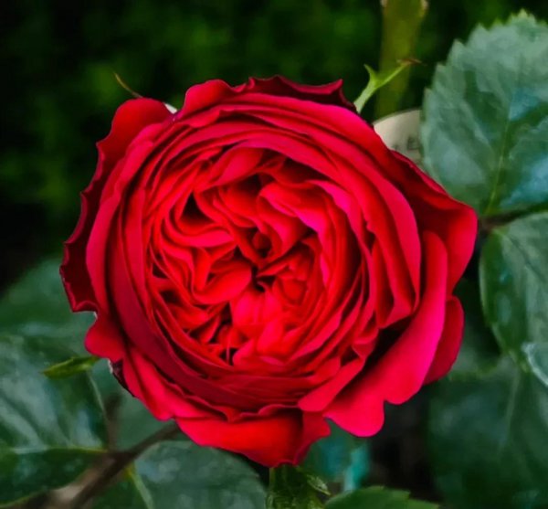 最值得种的红月季品种