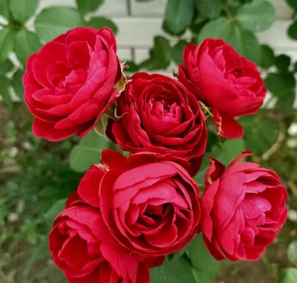 最值得种的红月季品种